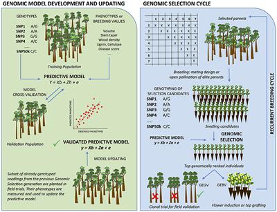 Genetics, genomics, and breeding of conifers
